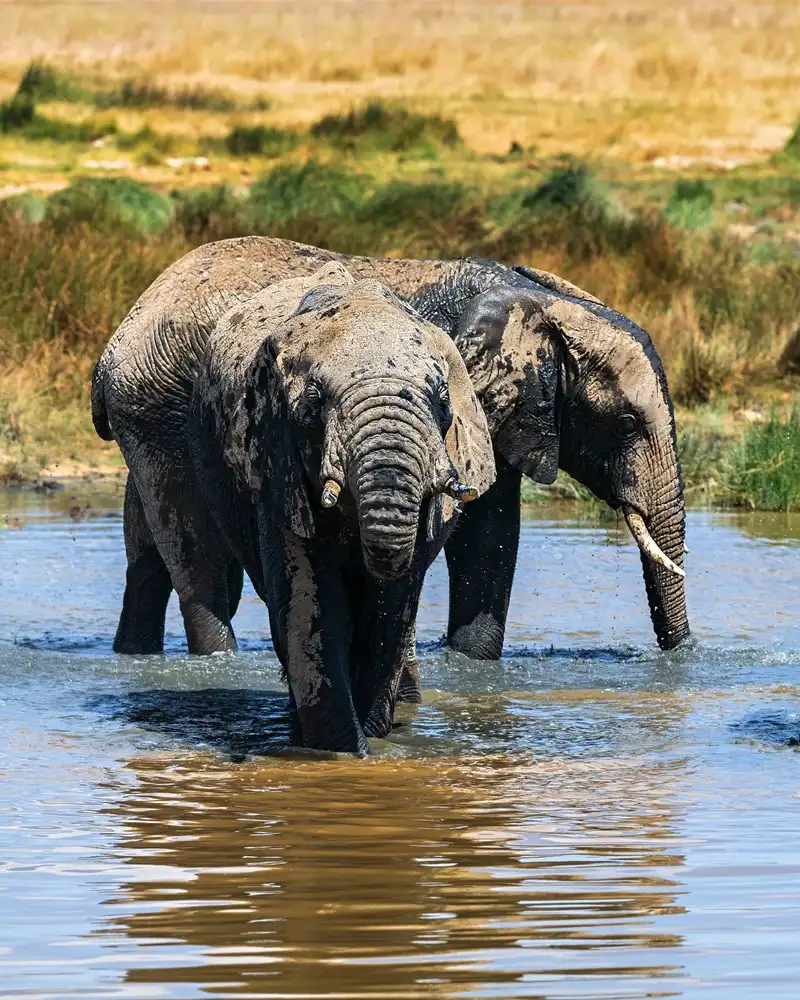 Elephant