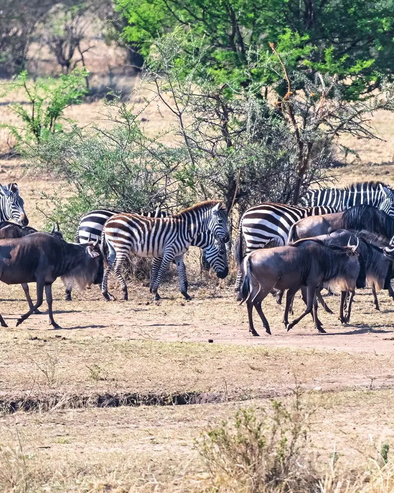 Wildebeest & zebra
