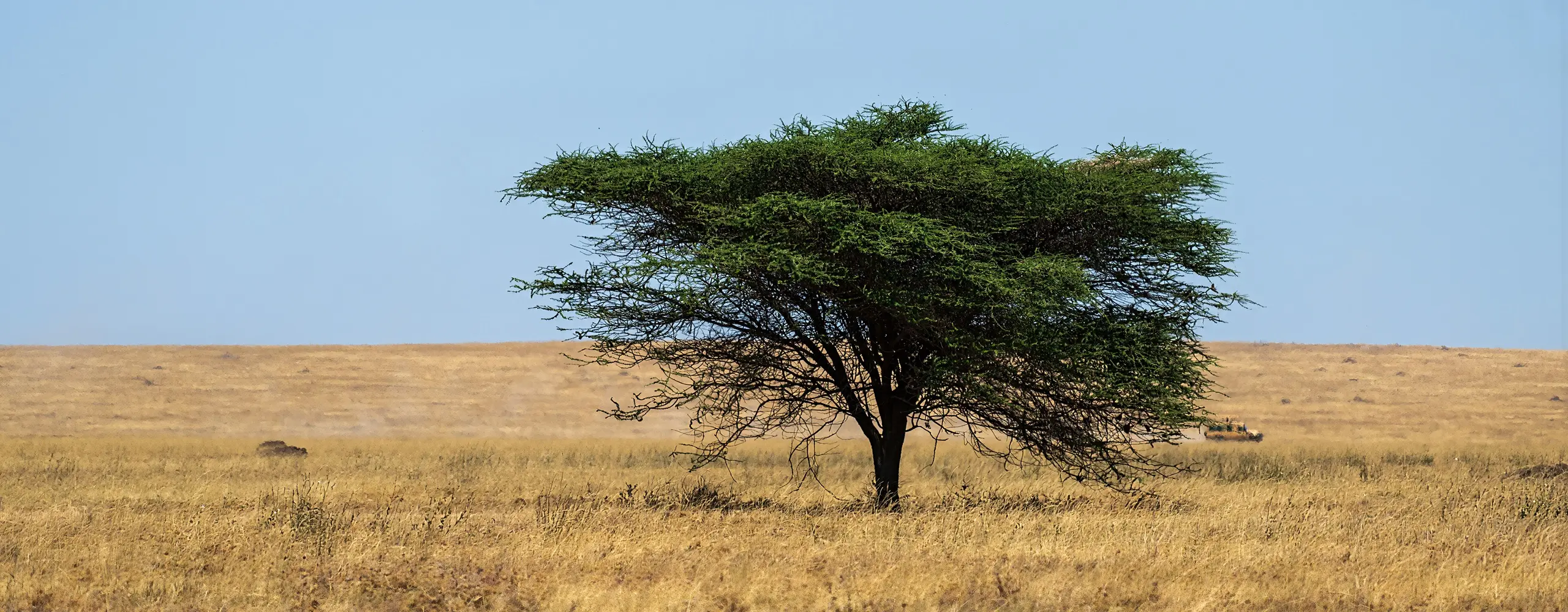 Serengeti — Open plains, resident big cats, and the Great Migration — the heart of most Tanzania safari journeys.