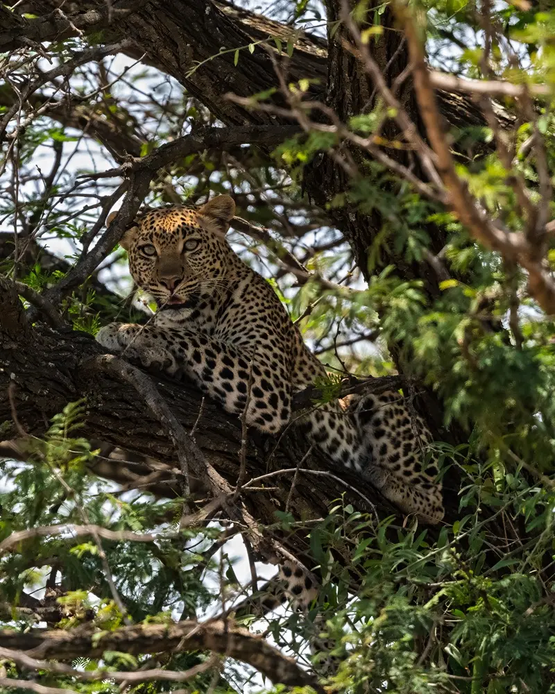Leopard