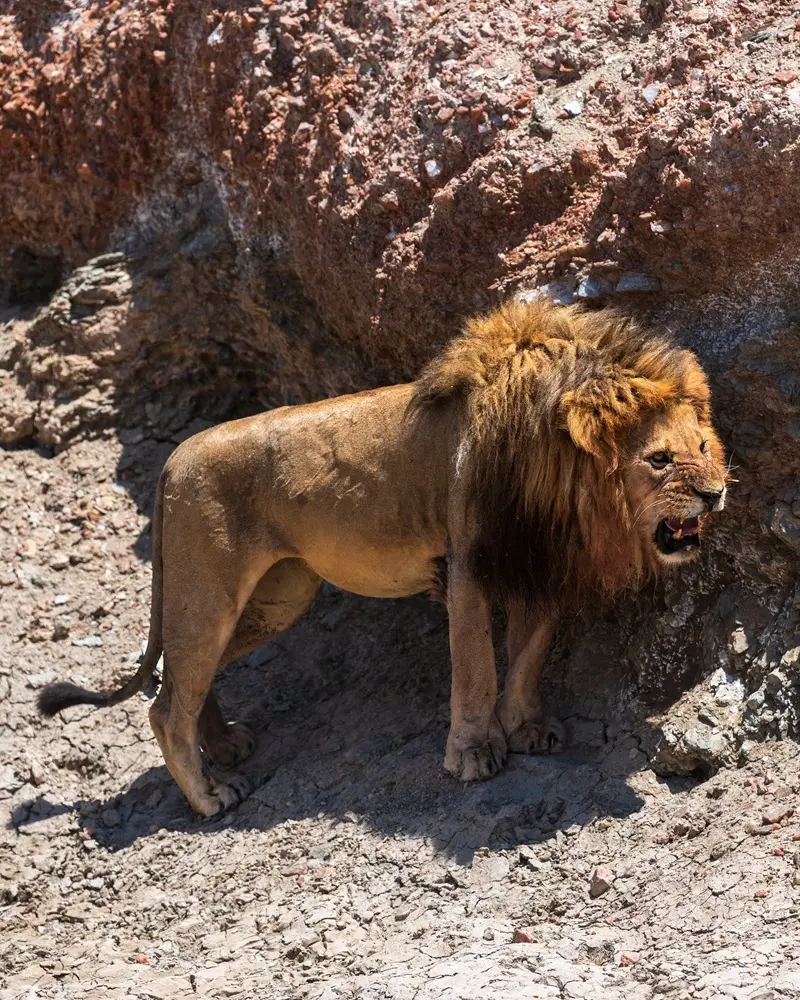 Lion