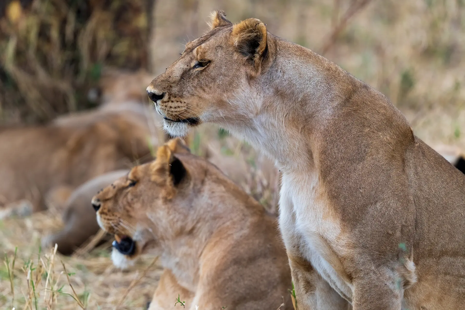 BIG CAT COUNTRY