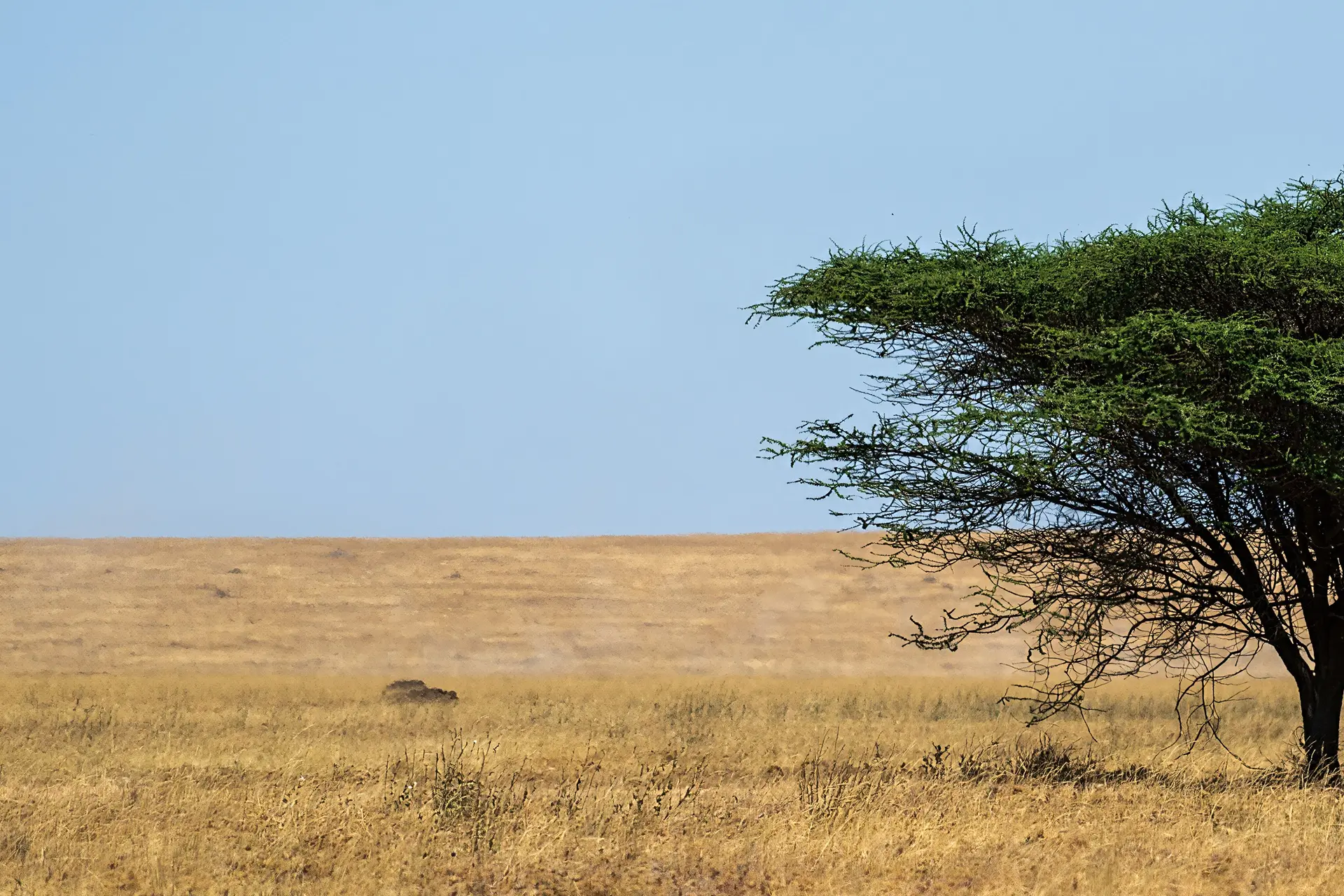 ENDLESS WILDERNESS