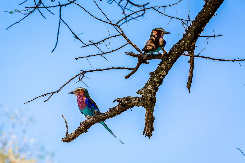 Birdwatching