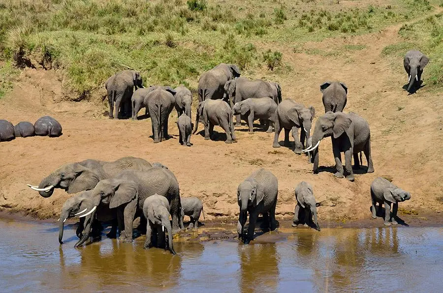 Elephant watching