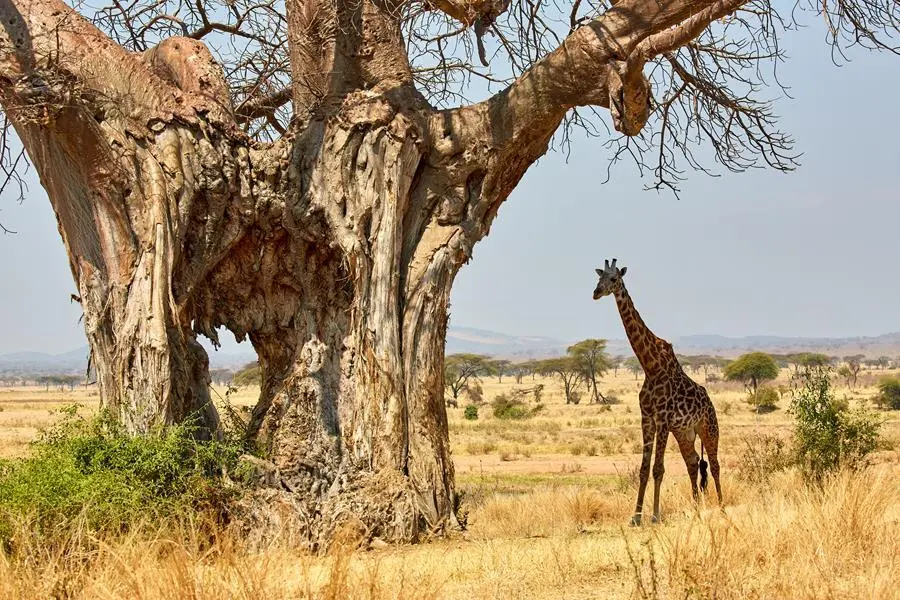 Giraffe