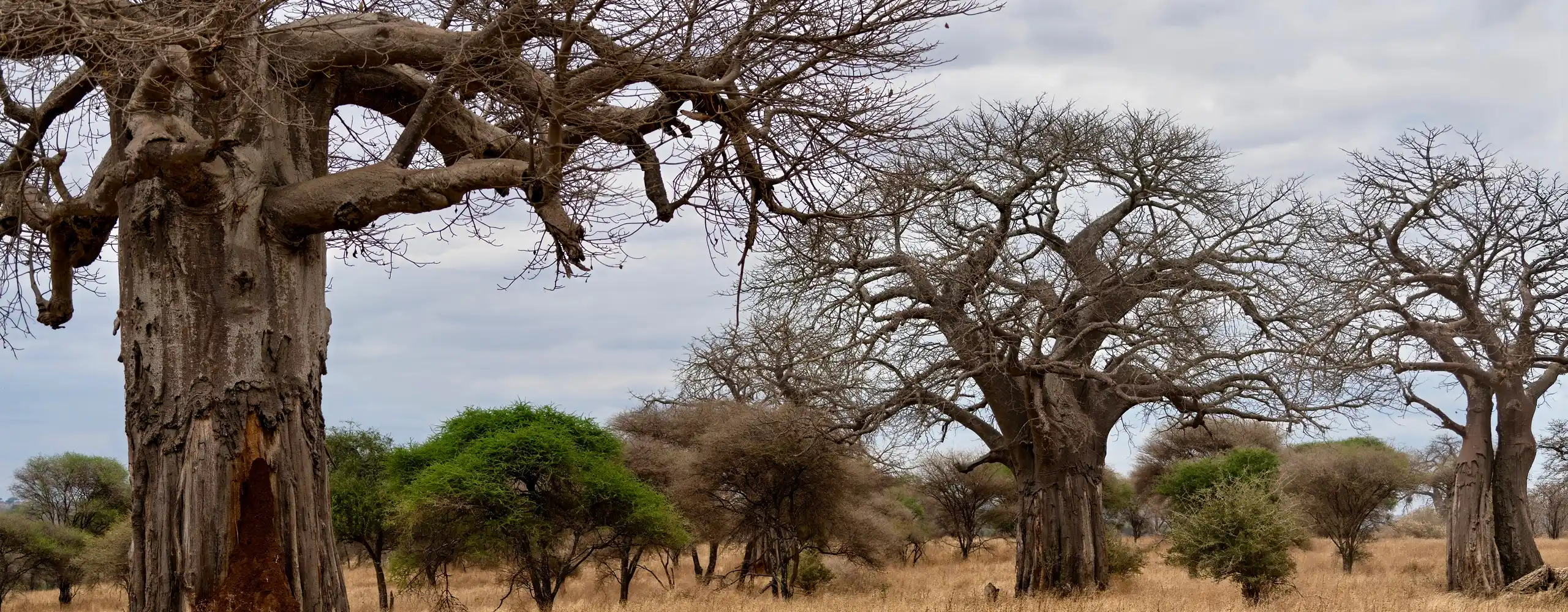 Tarangire