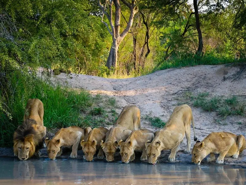 Lion