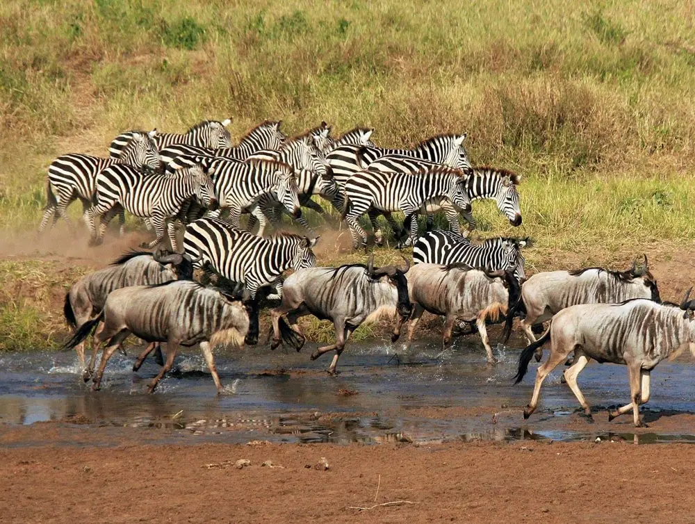 Zebra & wildebeest