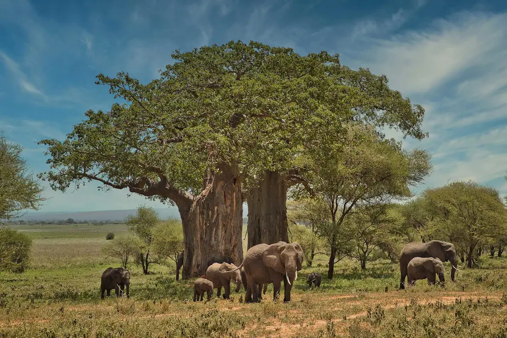 Ancient baobabs