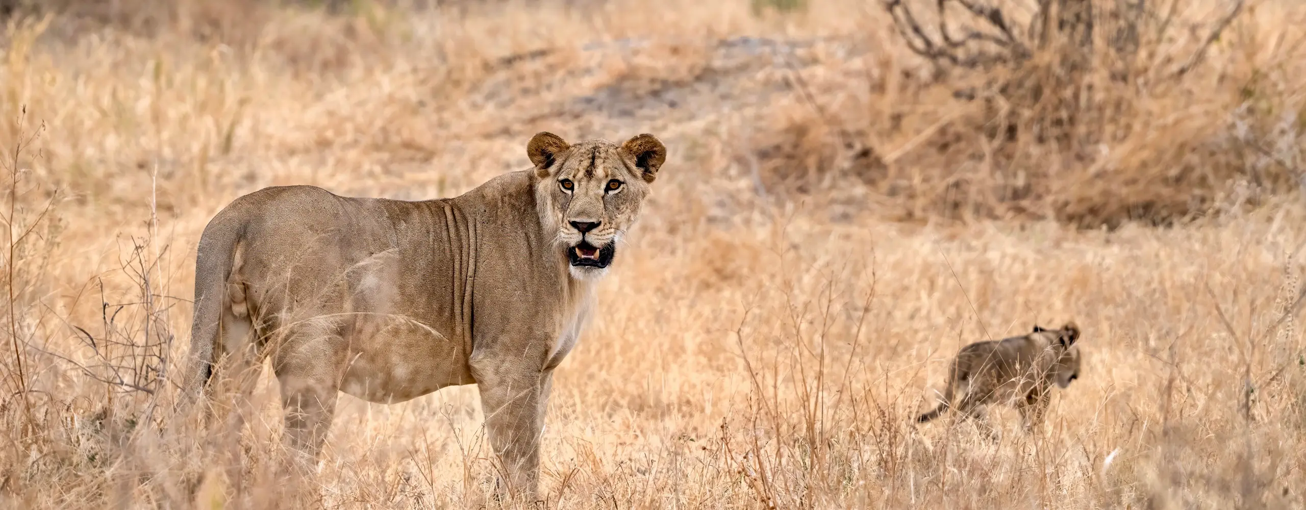 Wildlife in Tarangire National Park