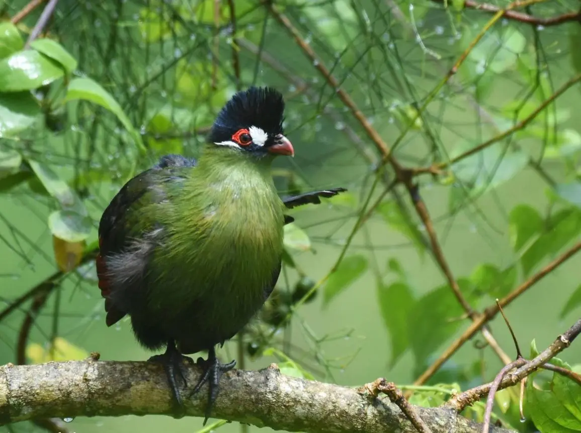 BirdWatching
