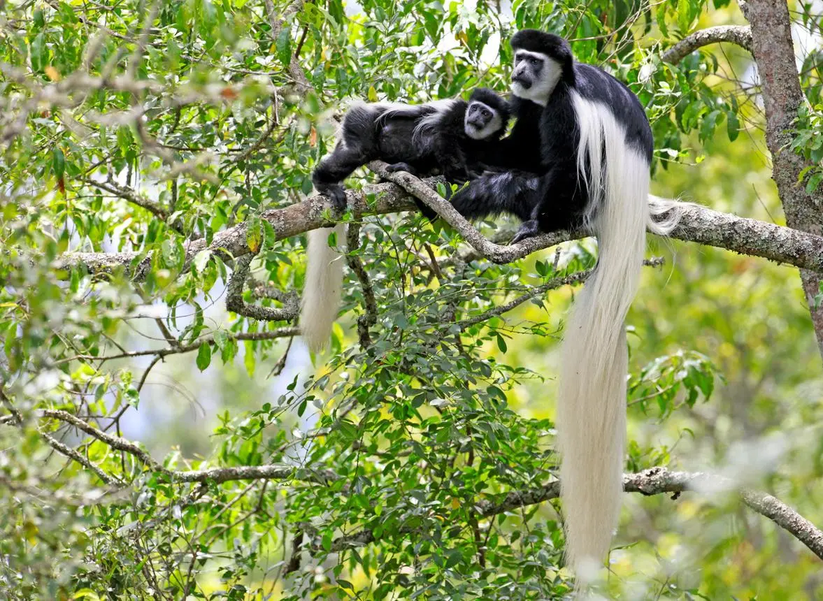 Black-and-White Colobus Monkeys