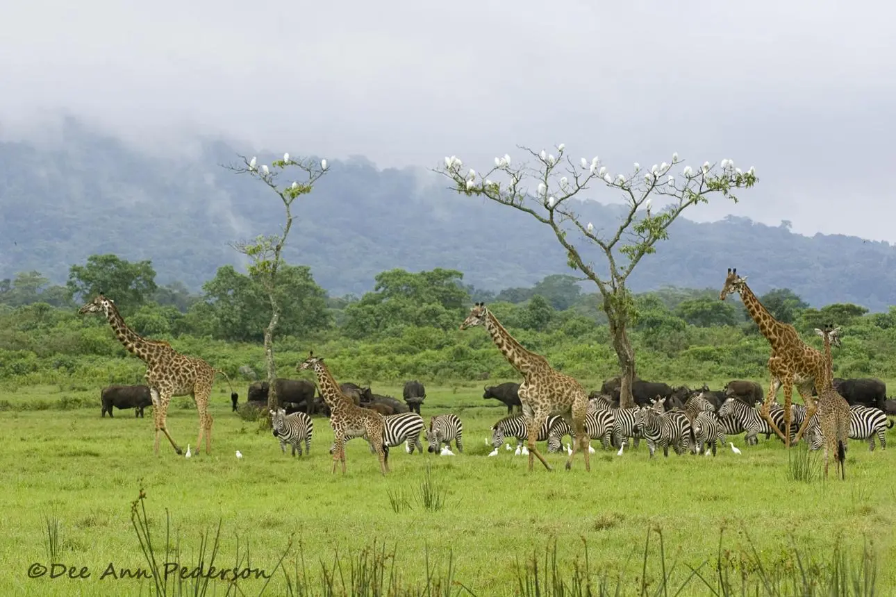 Arusha National Park Wildlife