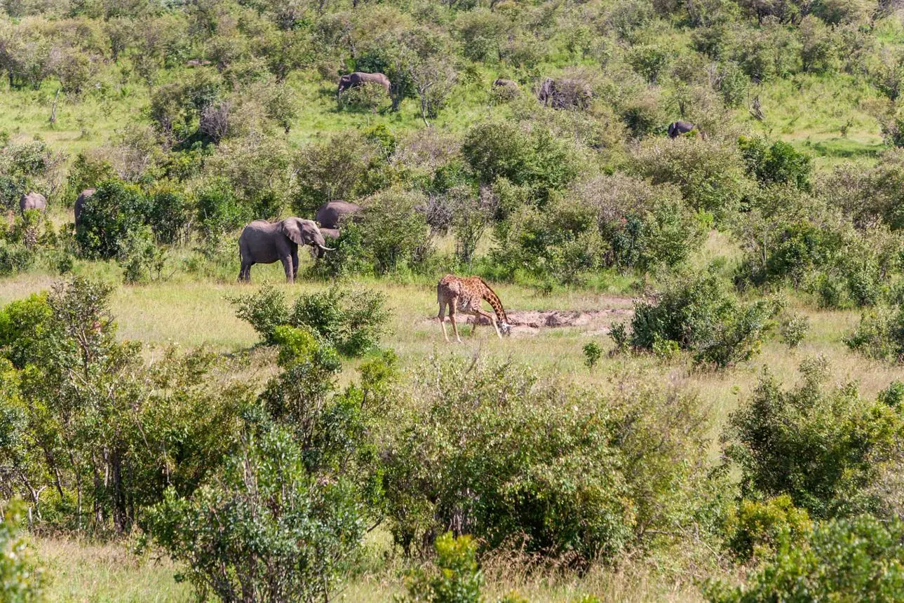 Giraffes, Buffalo & Elephants