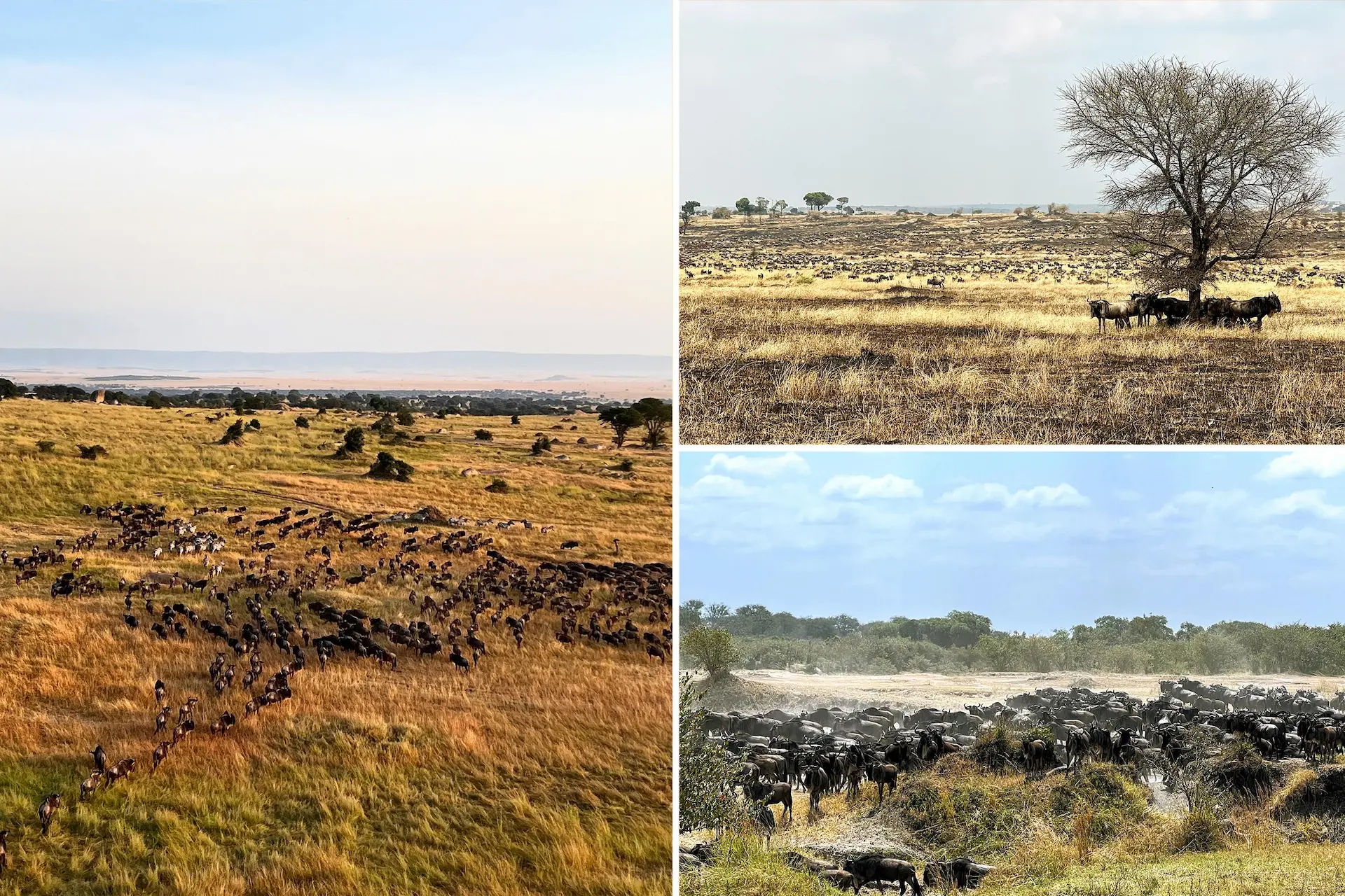 Dry and green season savannah contrast in Tanzania