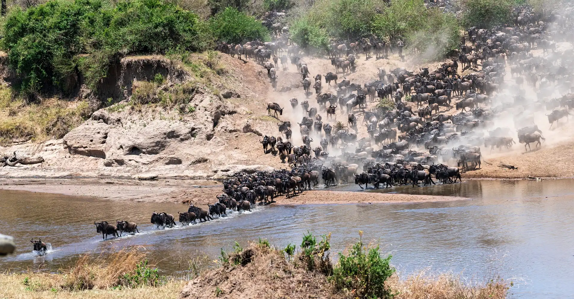 Wildebeest herds on the Serengeti migration plains