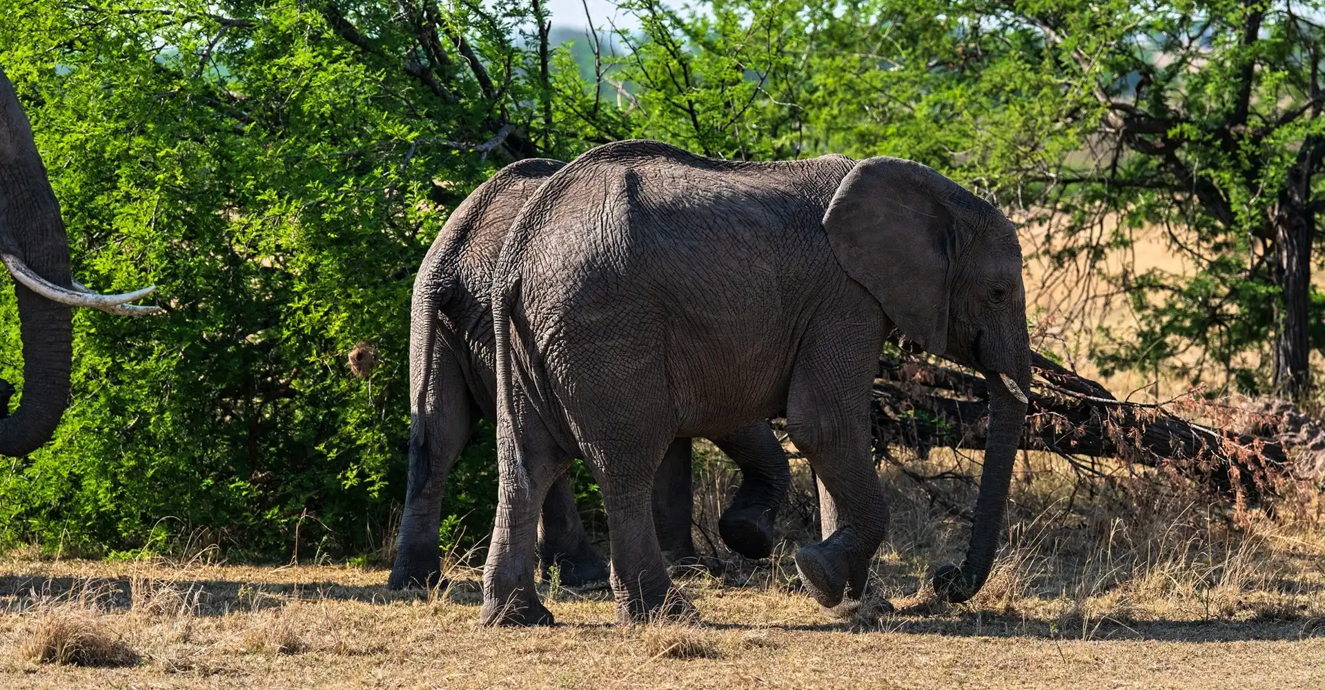Tanzania safari landscape in seasonal light