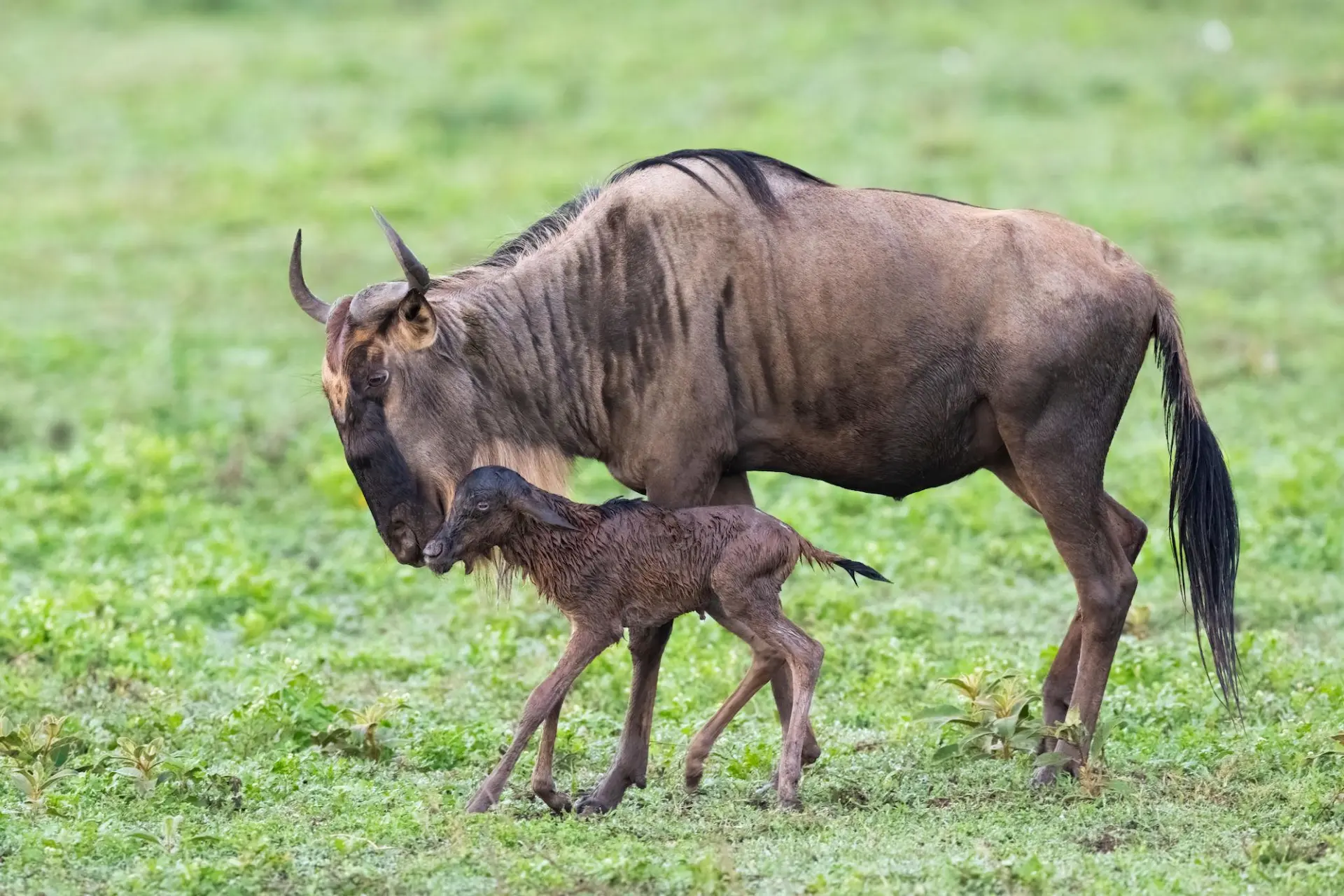 January safari in Tanzania