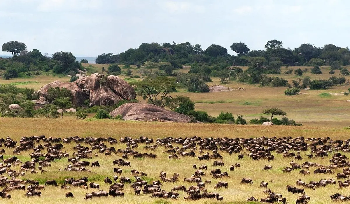 What the Central Serengeti migration feels like