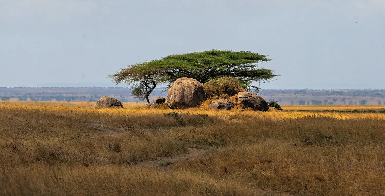 Central Serengeti — Following the Herds North