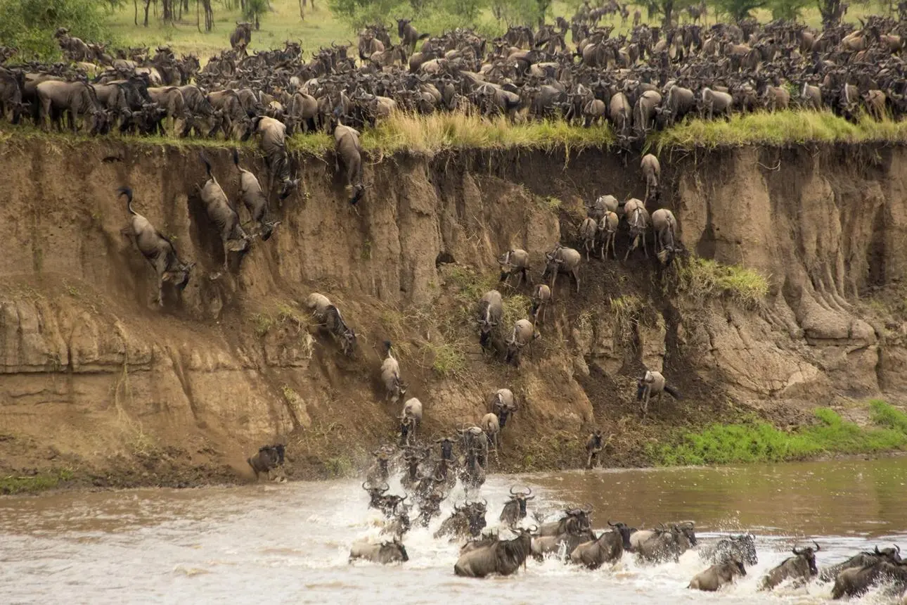 What the Northern Serengeti migration feels like