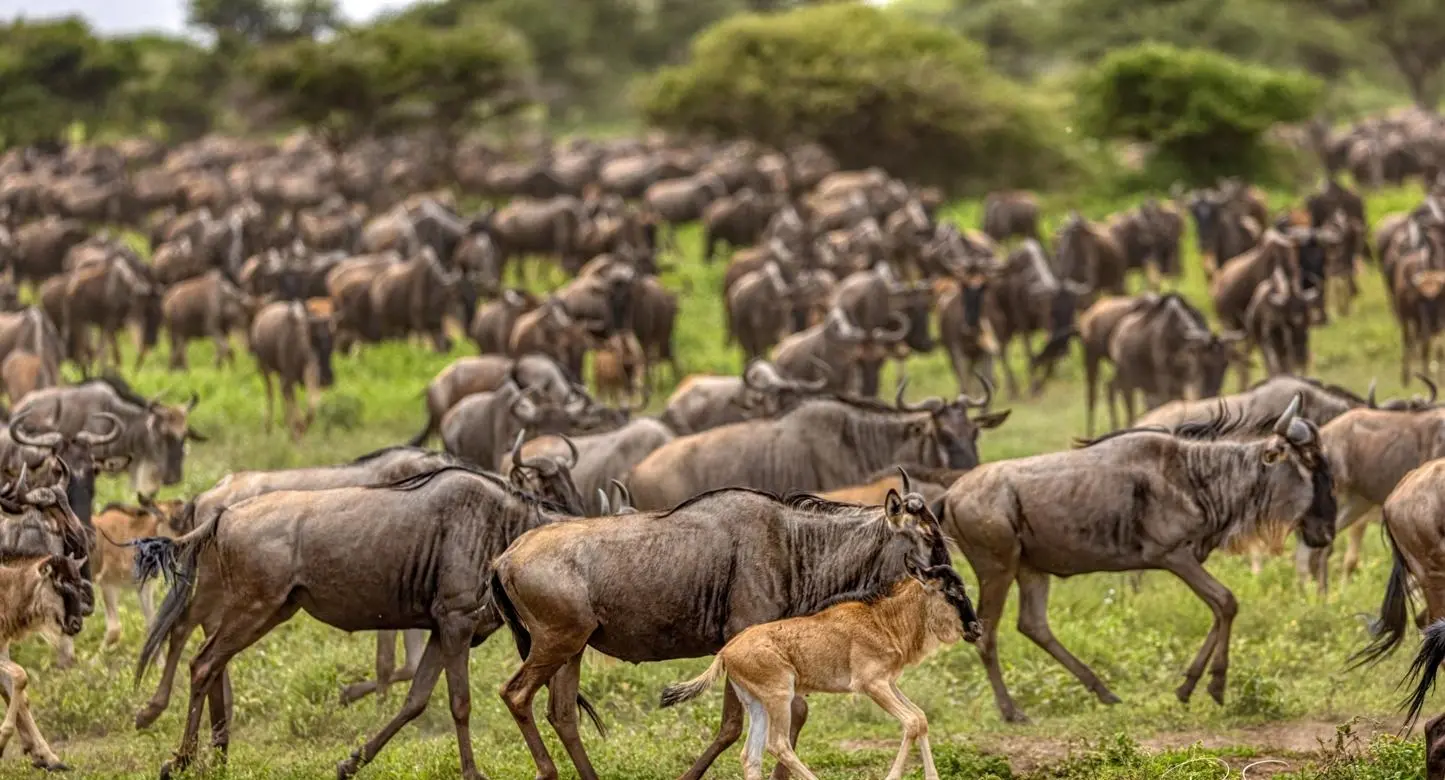 What the Southern Serengeti migration feels like