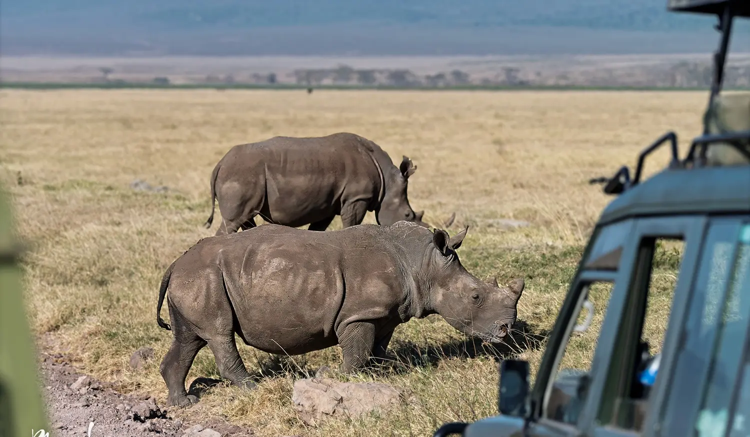 What a Safari Is Really Like