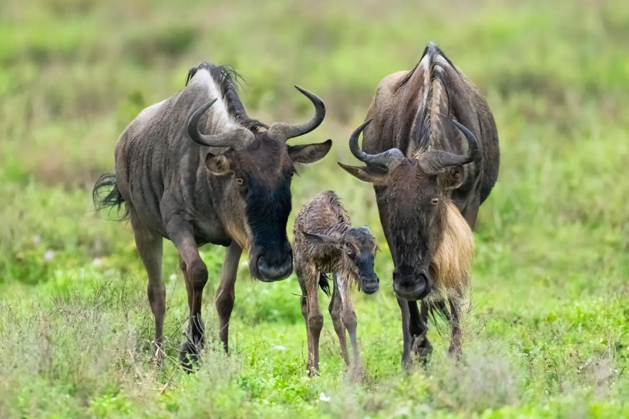 January–March: Calving Season in Ndutu