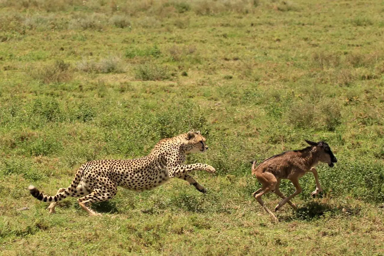 Predators and the Migrationn