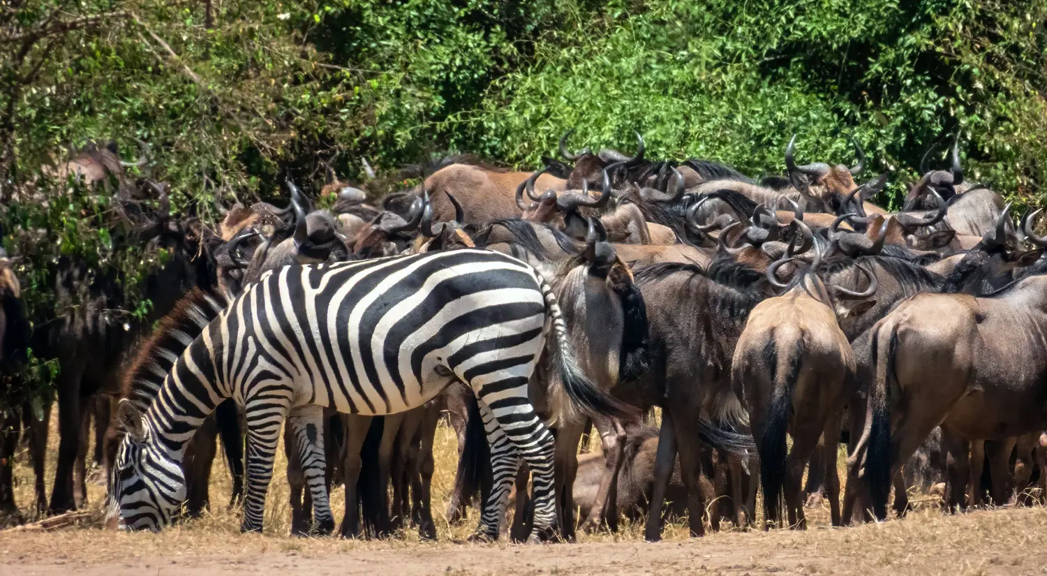 What Is the Great Migration?