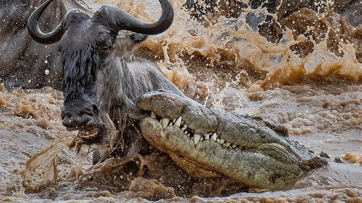 The Grumeti River Crocodiles