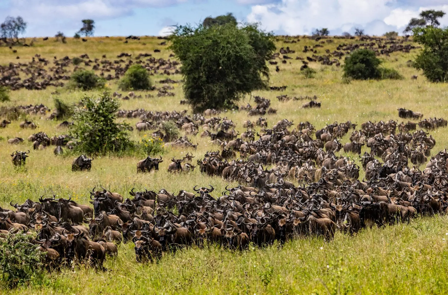 Why the Herds Come to the Grumeti River