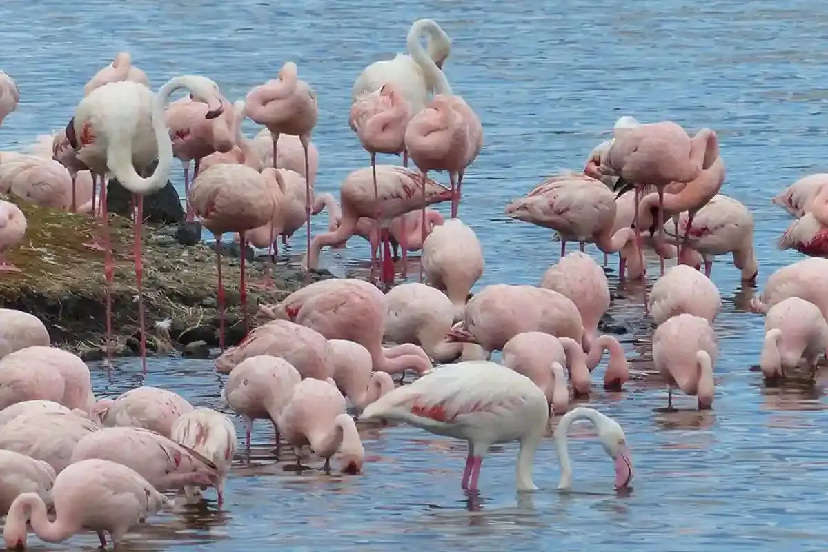 Wildlife & Birdlife