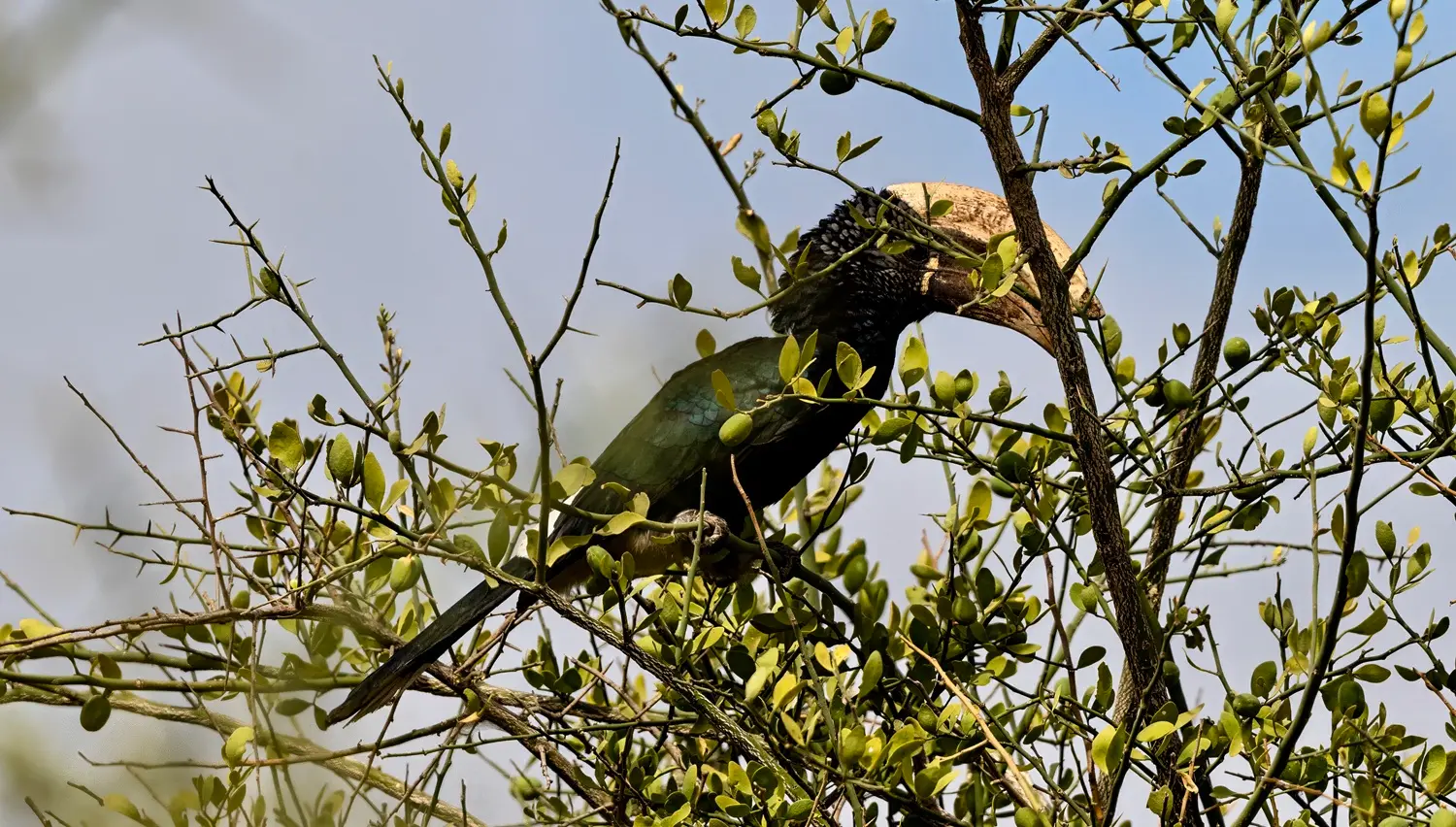 Birdwatching at Lake Manyara