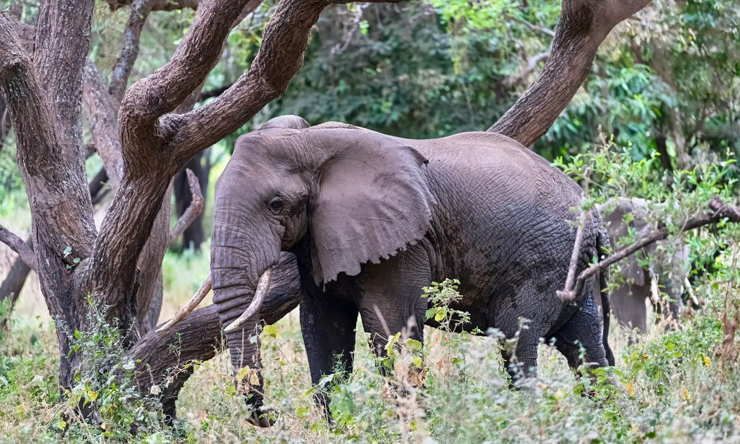 Elephants & Large Mammals