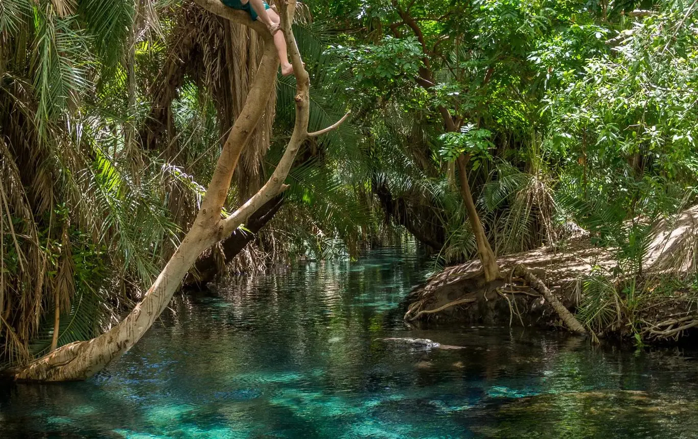 Groundwater Forest