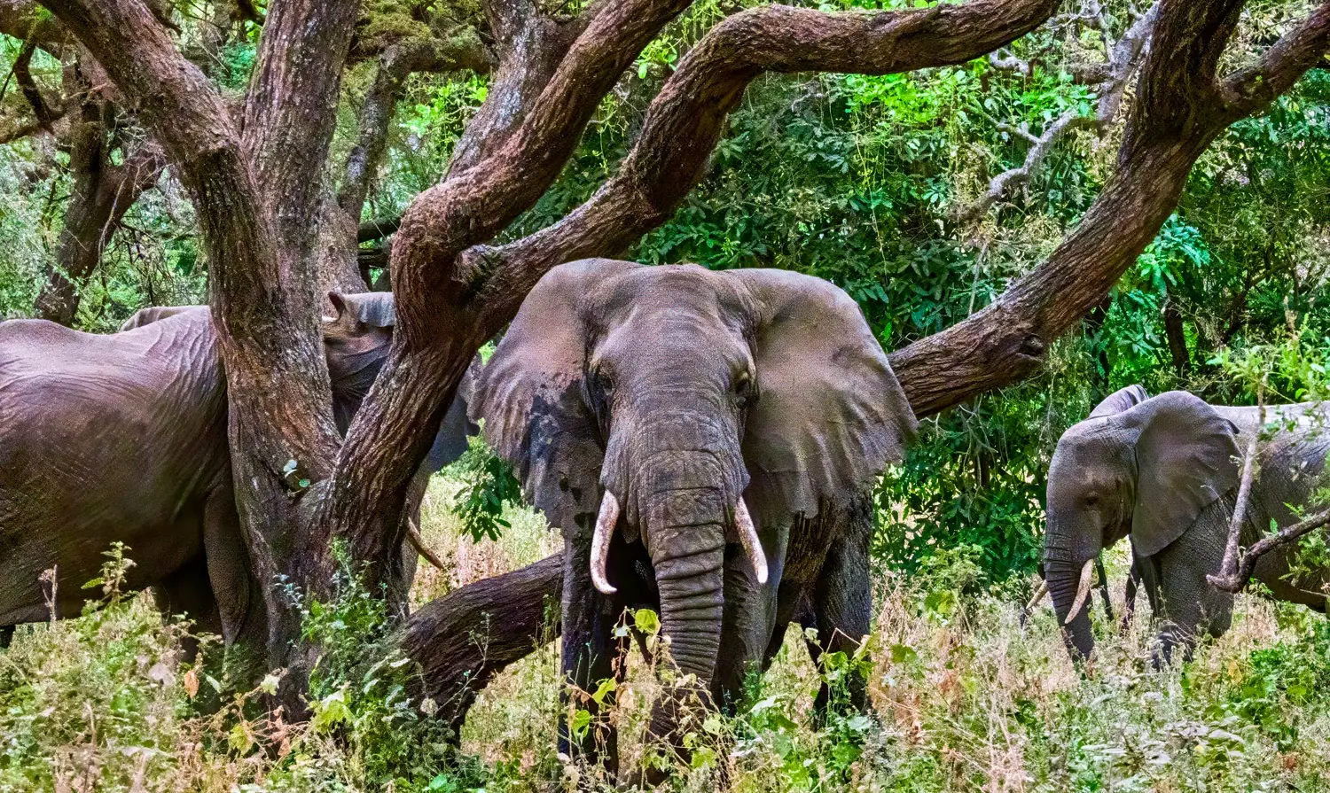 Lake Manyara Wildlife