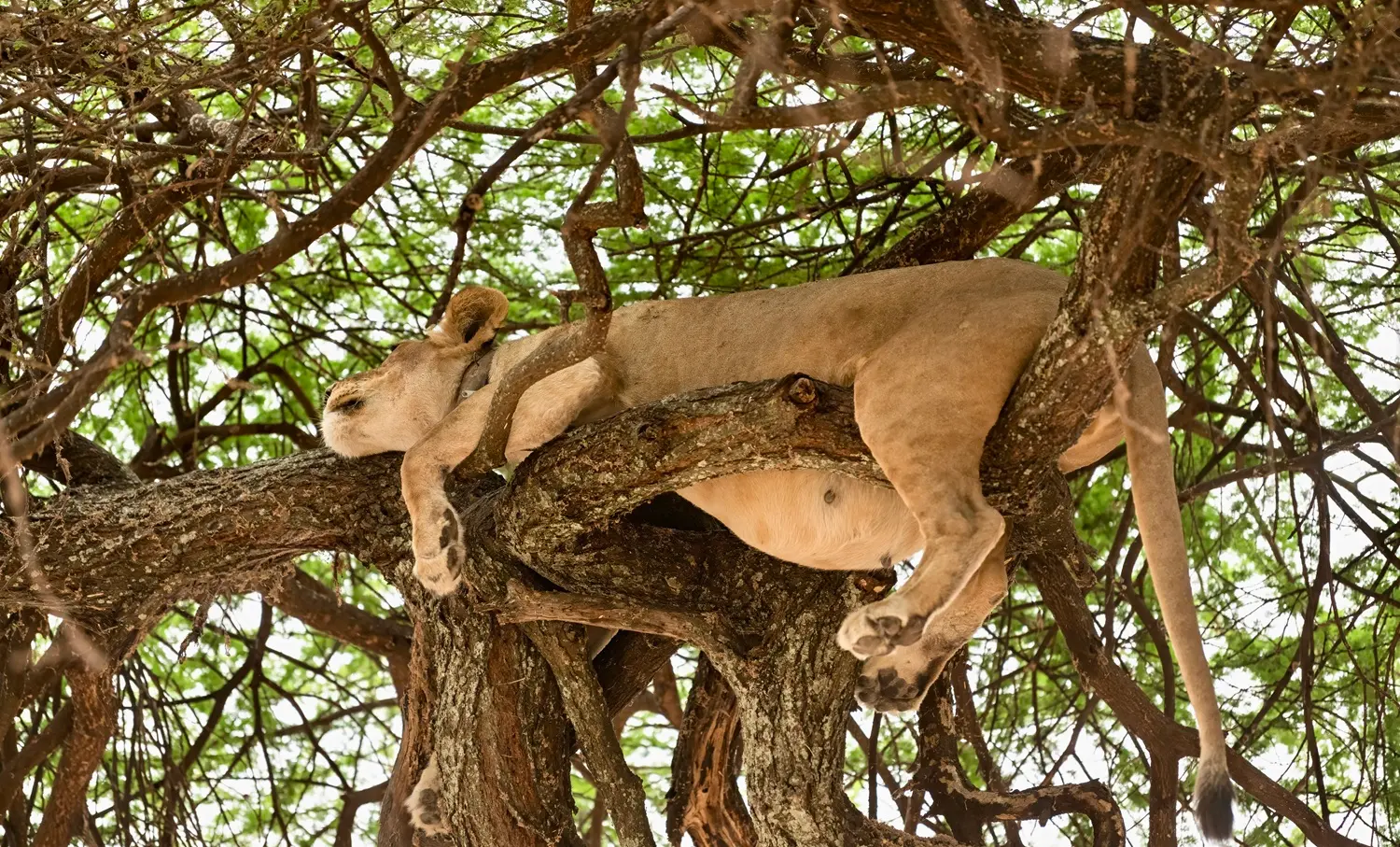 Tree-Climbing Lions