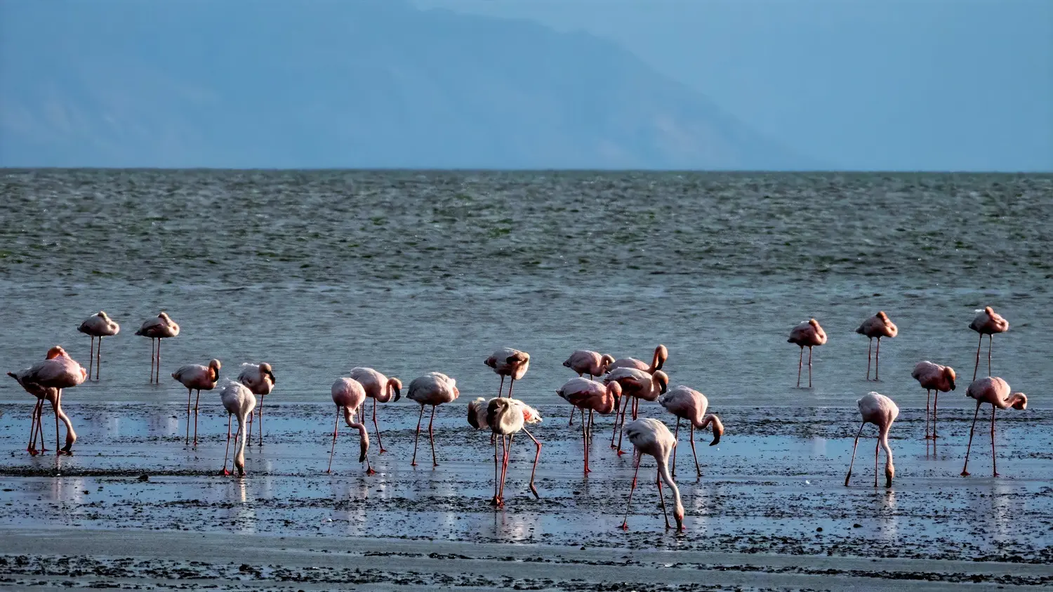 The Lesser Flamingos
