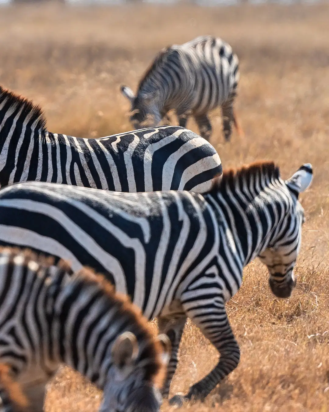Makuyuni Wildlife Park Guide