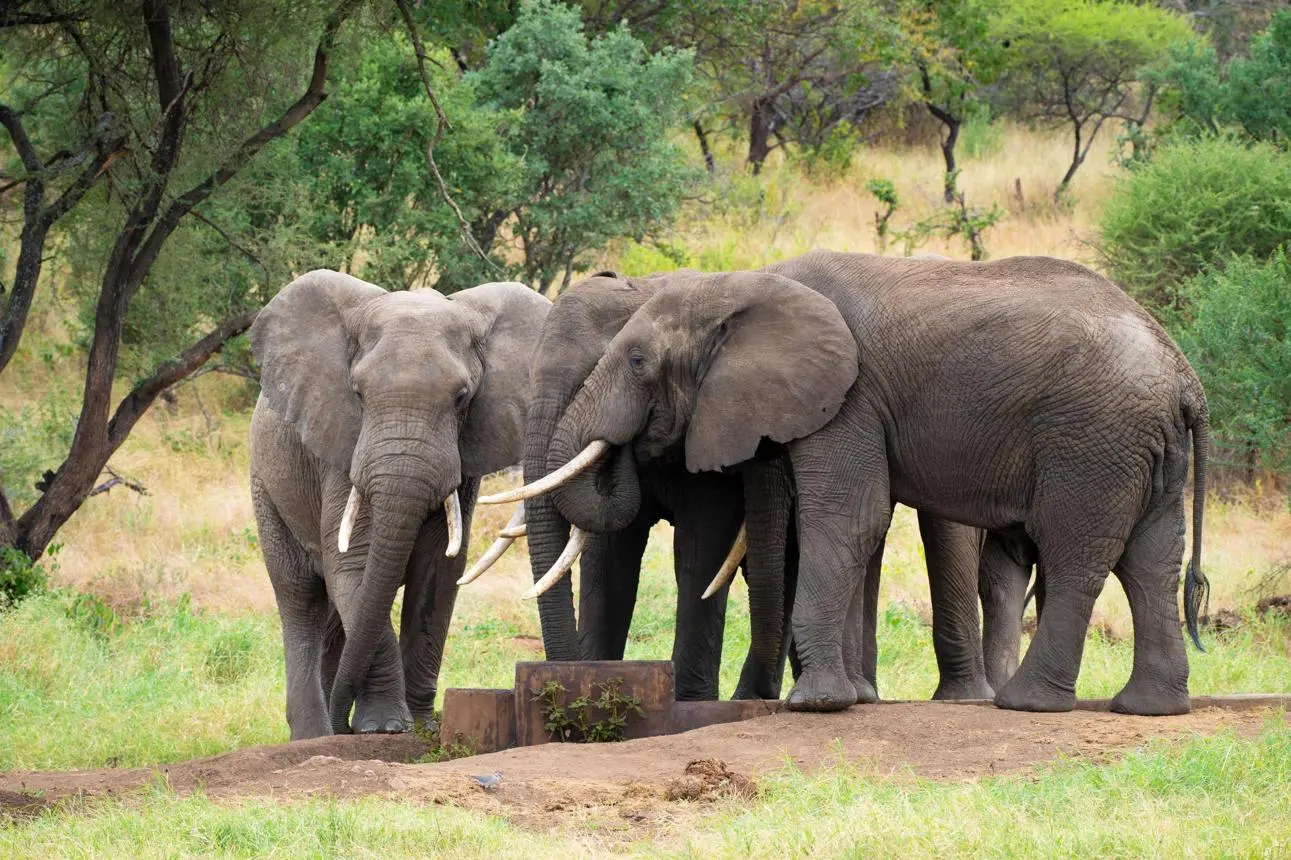 Wildlife You Can See