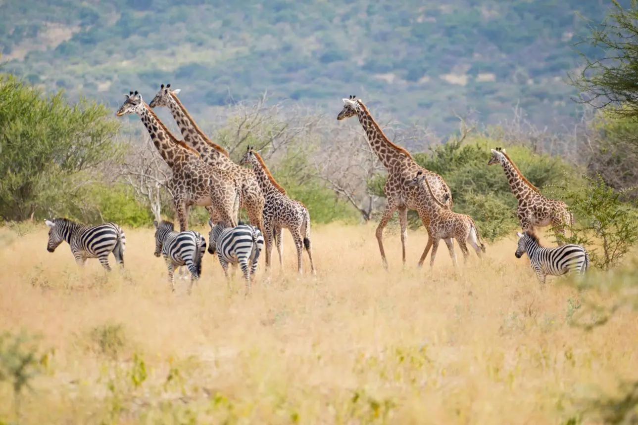 Makuyuni Wildlife Park Overview