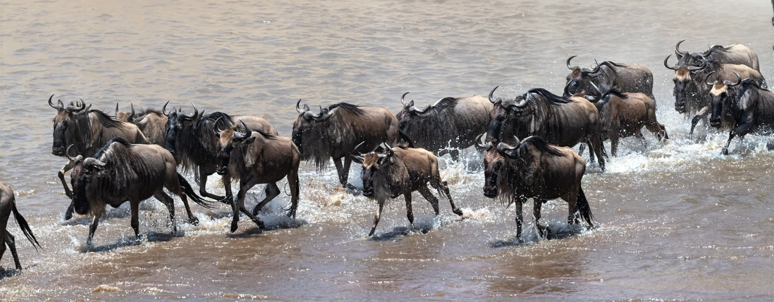 Mara River Crossing