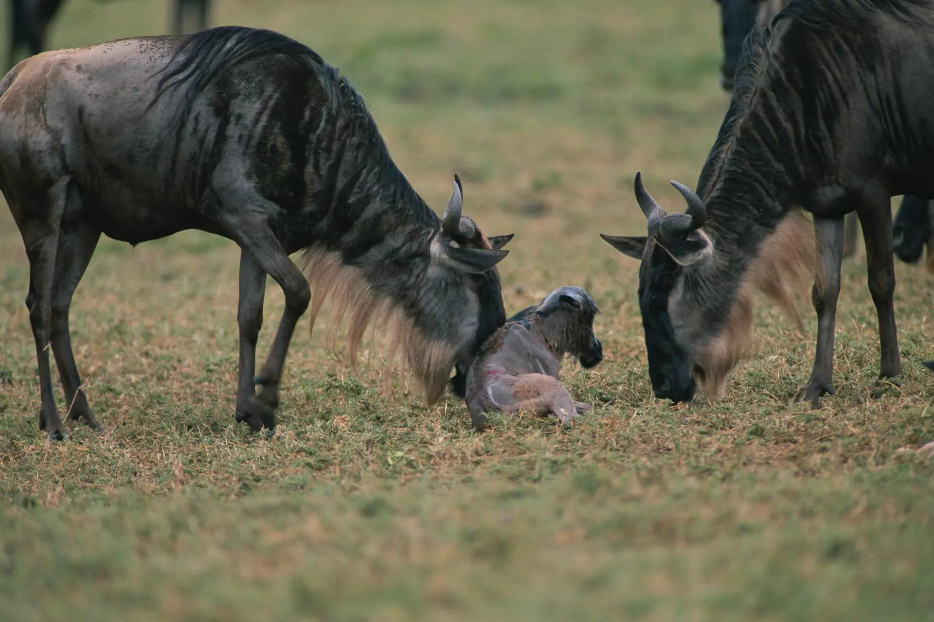 Ndutu Calving Season