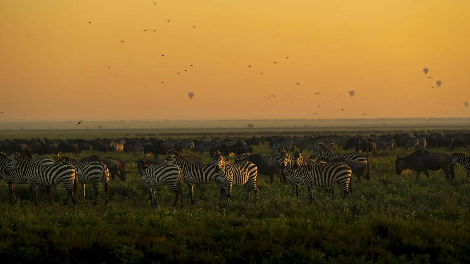 A Morning on the Ndutu Plains