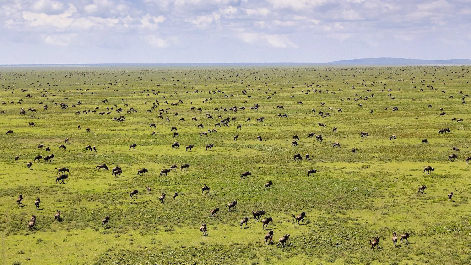 Why the Wildebeest Come to Ndutu