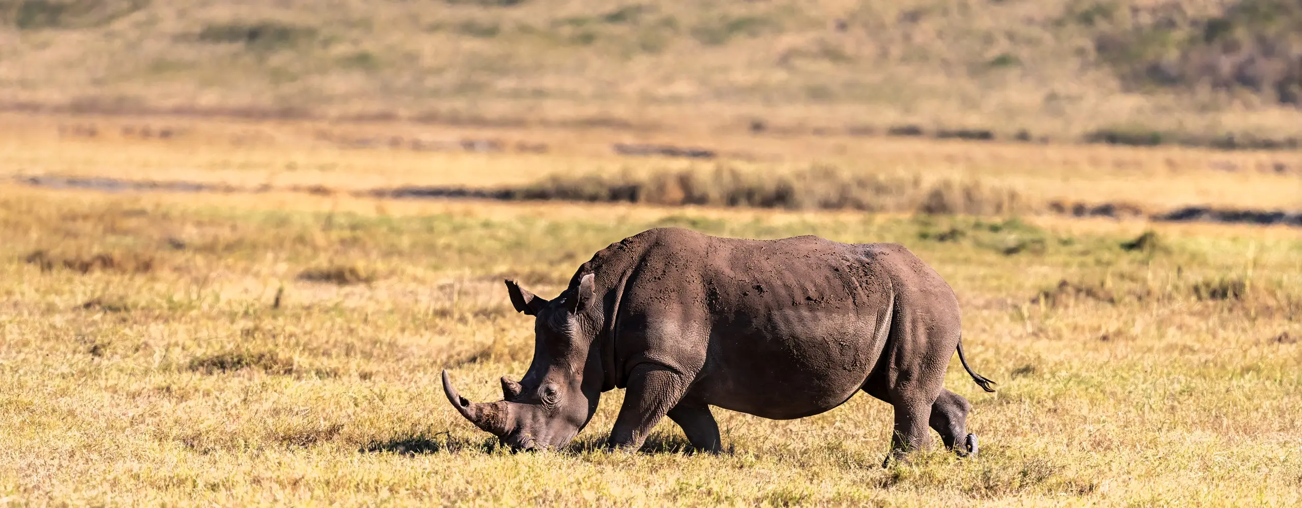 Ngorongoro Crater Safari Guide