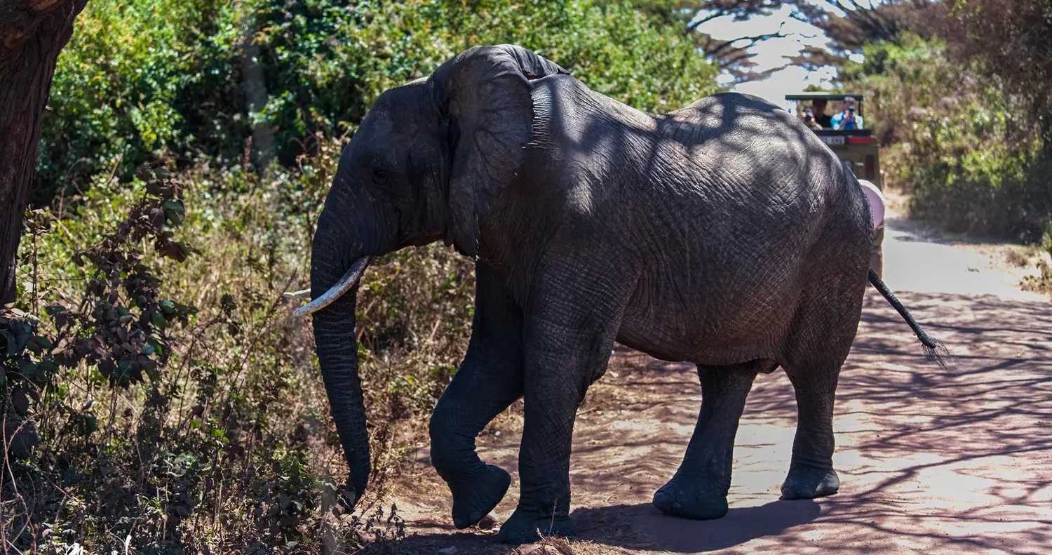 The Big Five in Ngorongoro