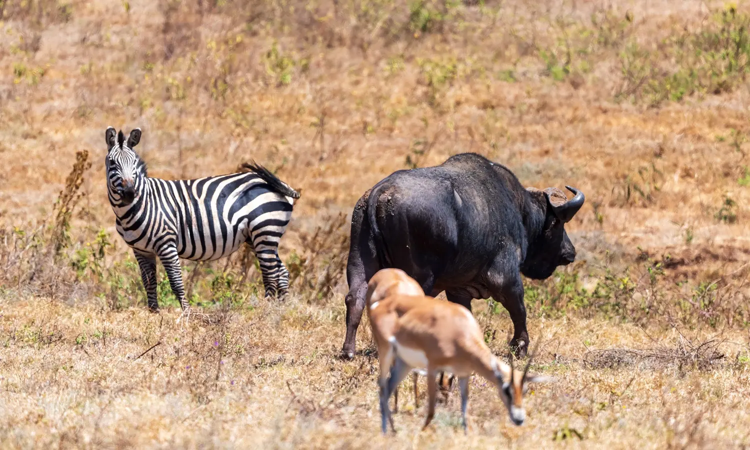 Wildlife in the Crater